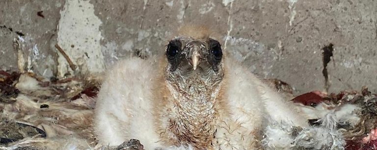 Erstmals Schmutzgeierküken im Alpenzoo